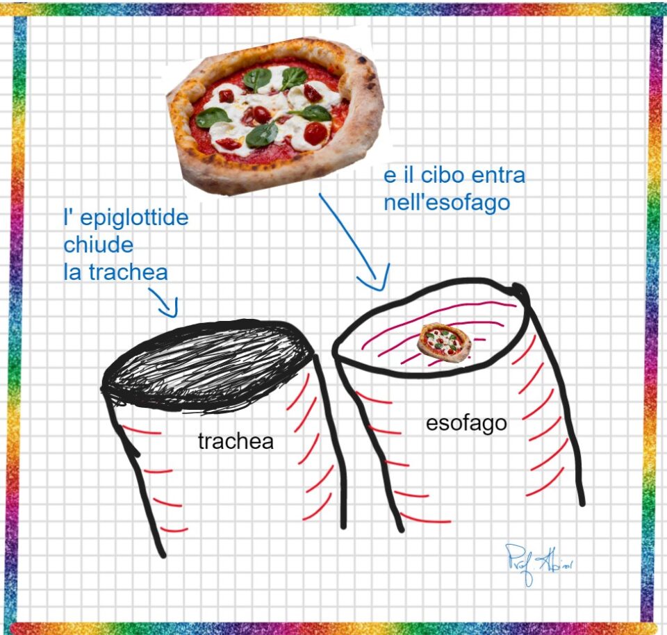 Il meccanismo dell’ epiglottide