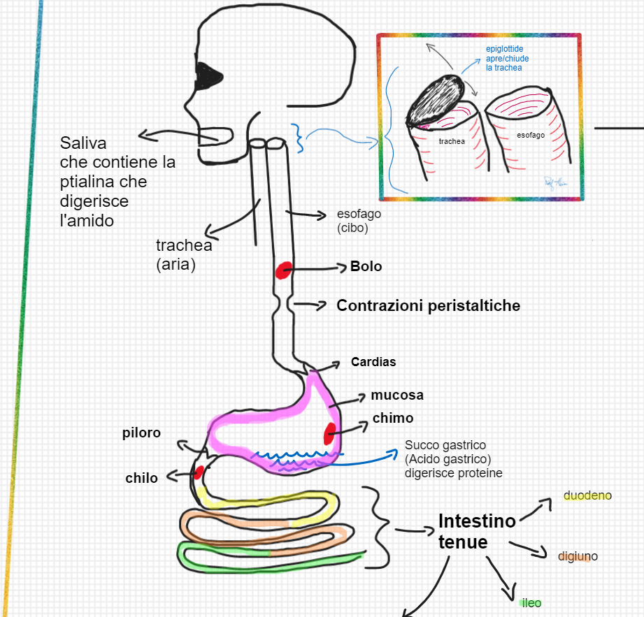 Verifica sull’apparato digerente