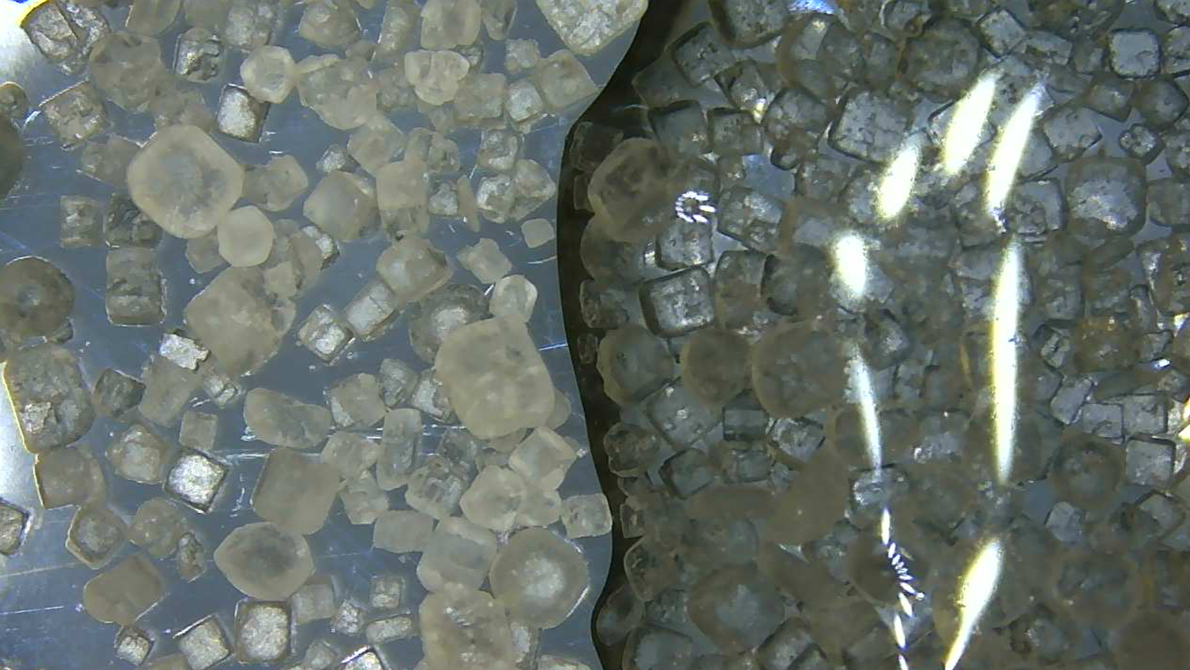 Osservazioni al microscopio digitale